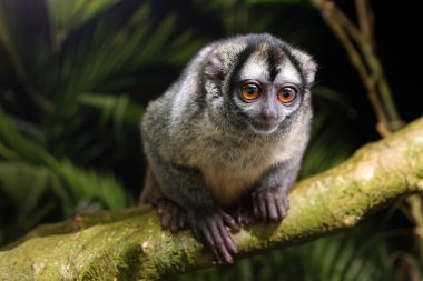 Night monkey, also known as owl monkey or douroucouli   clipart