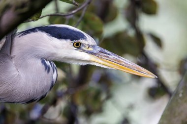 Gri balıkçıl (Ardea cinerea) portre