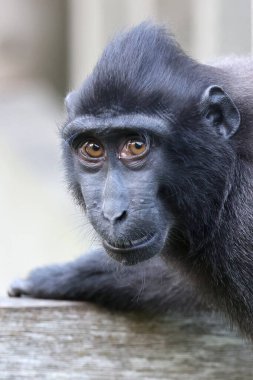 Armalı Macaque (Armalı Macaque))