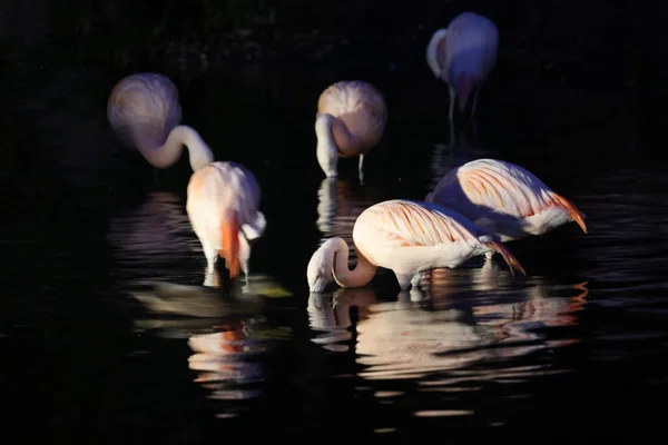 Chilean Flamingo Phoenicopterus Chilensis Close View Nature — Stock Photo, Image