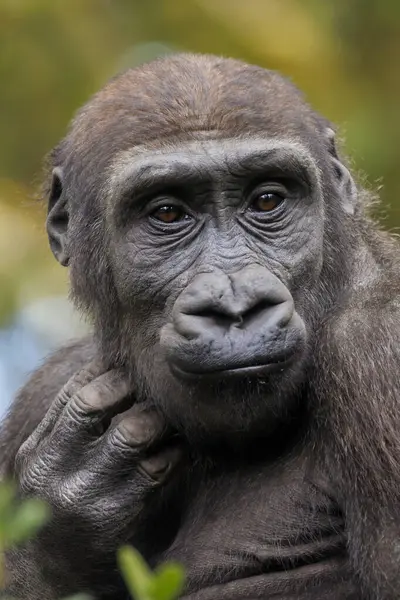 Den Västra Låglandet Gorilla Gorilla Gorilla — Stockfoto