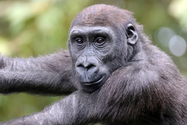 Den Västra Låglandet Gorilla Gorilla Gorilla — Stockfoto