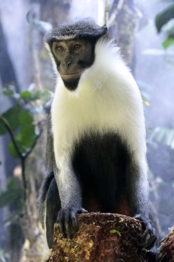 Diana maymunu (Cercopithecus diana) yakın görünüm