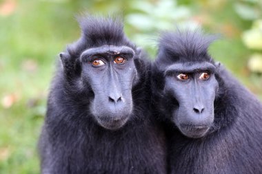 The Celebes crested macaque (Macaca nigra), also known as the crested black macaque, Sulawesi crested macaque, or the black ape 