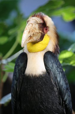 Rhyticeros undulatus yakın görünüm