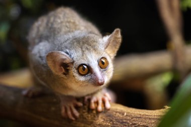 Gri fare lemuru (Microcebus murinus) görünümü kapat