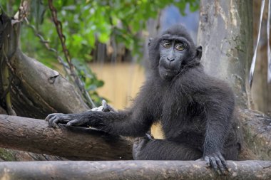Celebes ibikli macaque (Macaca nigra), ayrıca ibikli siyah macak, Sulawesi ibikli macak ya da siyah maymun olarak da bilinir. 