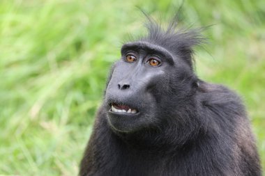 Celebes ibikli macaque (Macaca nigra), ayrıca ibikli siyah macak, Sulawesi ibikli macak ya da siyah maymun olarak da bilinir. 