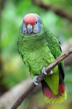 Amazona brasiliensis yakın görüş