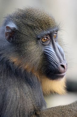 Mandrill pencereyi kapat