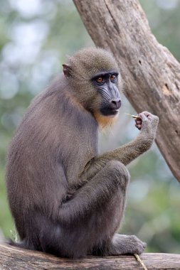 Mandrill pencereyi kapat