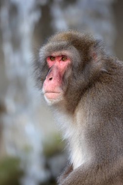 Japon Macaque (Macaca Fuscata) yakın görünüm