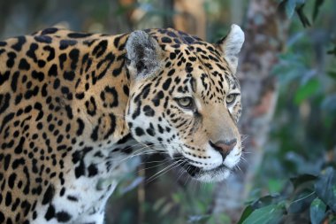 Jaguar (Panthera onca) görünümü kapat