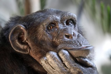 Şempanze (Pan trogloditler) görüntüyü kapat