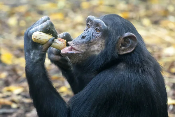 Chimpanzee Pan Troglodytes Close View — Stock Photo, Image