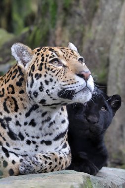 Jaguar (Panthera onca) görünümü kapat  