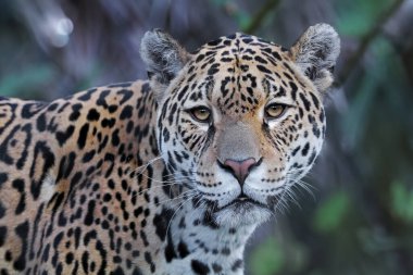 Jaguar (Panthera onca) görünümü kapat  