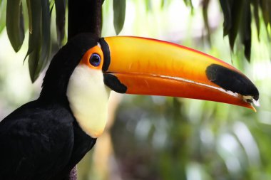 Ramphastos yakınlaştırma görünümü  