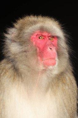 Japon Makak 'ının yakın görüntüsü. Macaca Fuscata