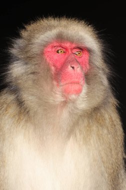 Japon Makak 'ının yakın görüntüsü. Macaca Fuscata
