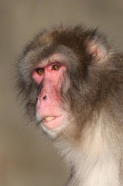 Japon Makak 'ının yakın görüntüsü. Macaca Fuscata