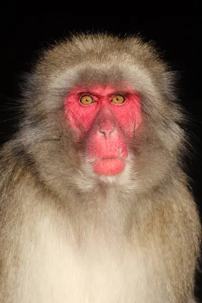 Vue Rapprochée Macaque Japonais Macaca Fuscata — Photo