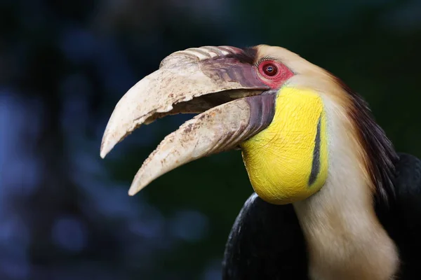 Vista Perto Hornbill Wreathed Rhyticeros Undulatus — Fotografia de Stock