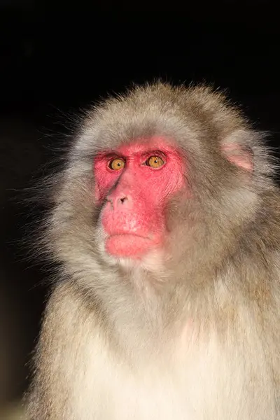 Zblízka Pohled Japonské Macaque Macaca Fuscata — Stock fotografie