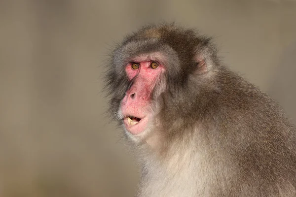 Vista Cerca Del Macaco Japonés Macaca Fuscata —  Fotos de Stock