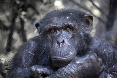 Şempanzenin yakın görüntüsü. Pan trogloditler