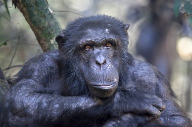 Şempanzenin yakın görüntüsü. Pan trogloditler