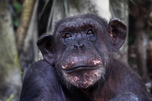 Nahaufnahme Von Schimpansen Pantroglodyten — Stockfoto