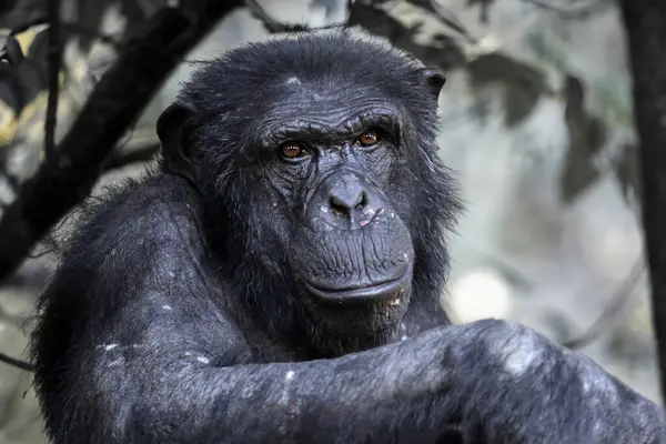 Vista Perto Chimpanzé Panela Troglodytes — Fotografia de Stock
