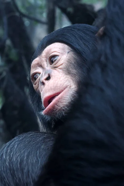 침팬지의 닫습니다 Troglodytes — 스톡 사진