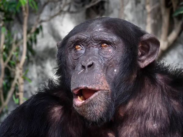 Vista Vicino Dello Scimpanzé Pantrogloditi — Foto Stock