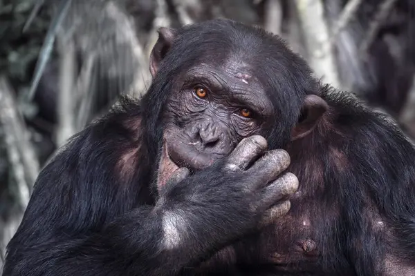 Close View Chimpanzee Pan Troglodytes — Stock Photo, Image