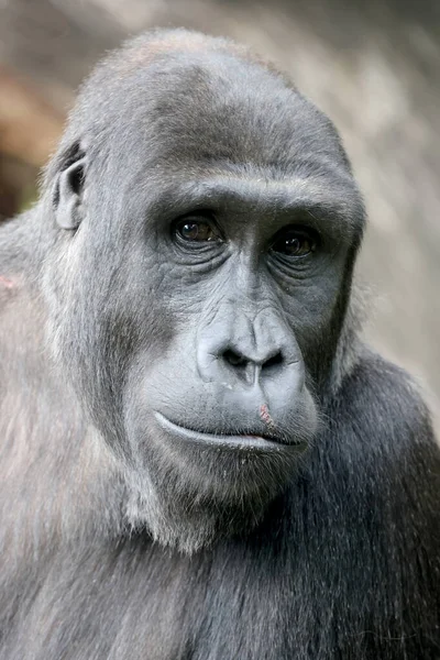 close up portrait of Gorilla, in nature