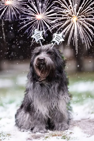 Schapendos, Hollanda çoban köpeği portresi, yeni yıl konsepti 