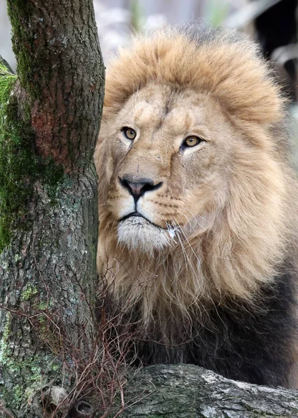 Löwe Panthera Leo Aus Nächster Nähe — Stockfoto