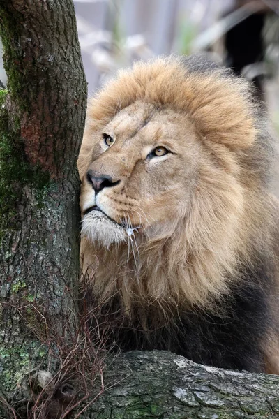 Lion Panthera Leo Close View — Stock Photo, Image
