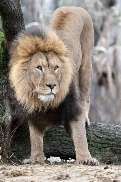 Lion Panthera Leo Close View — Stock Photo, Image