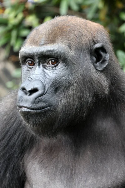 Gorilla Portrait Nature View — Stock Photo, Image