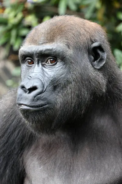 Portrait Gorille Vue Nature Images De Stock Libres De Droits