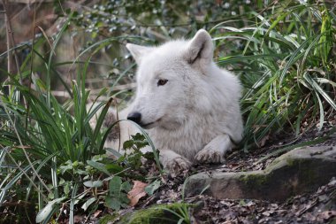 Hudson Körfezi Kurdu (Canis lupus hudsonicus) yakın planda.