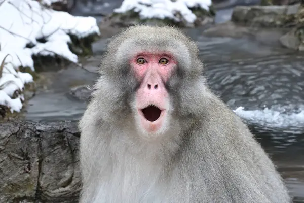 Japanese Macaque Macaca Fuscata — Stock Photo, Image