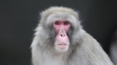 Japon makak (Macaca fuscata)