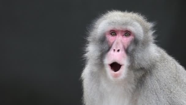 Macaco Japonés Macaca Fuscata — Vídeo de stock