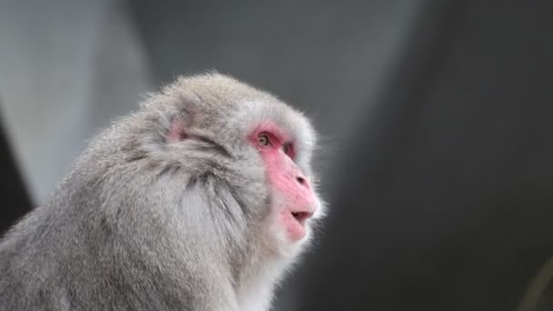 Macaque Japonais Macaca Fuscata — Video