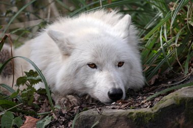 Hudson Körfezi Kurdu (Canis lupus hudsonicus) yakın planda.