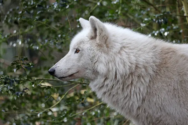 Hudson Bay Wolf Canis Lupus Hudsonicus Close — Stock Photo, Image